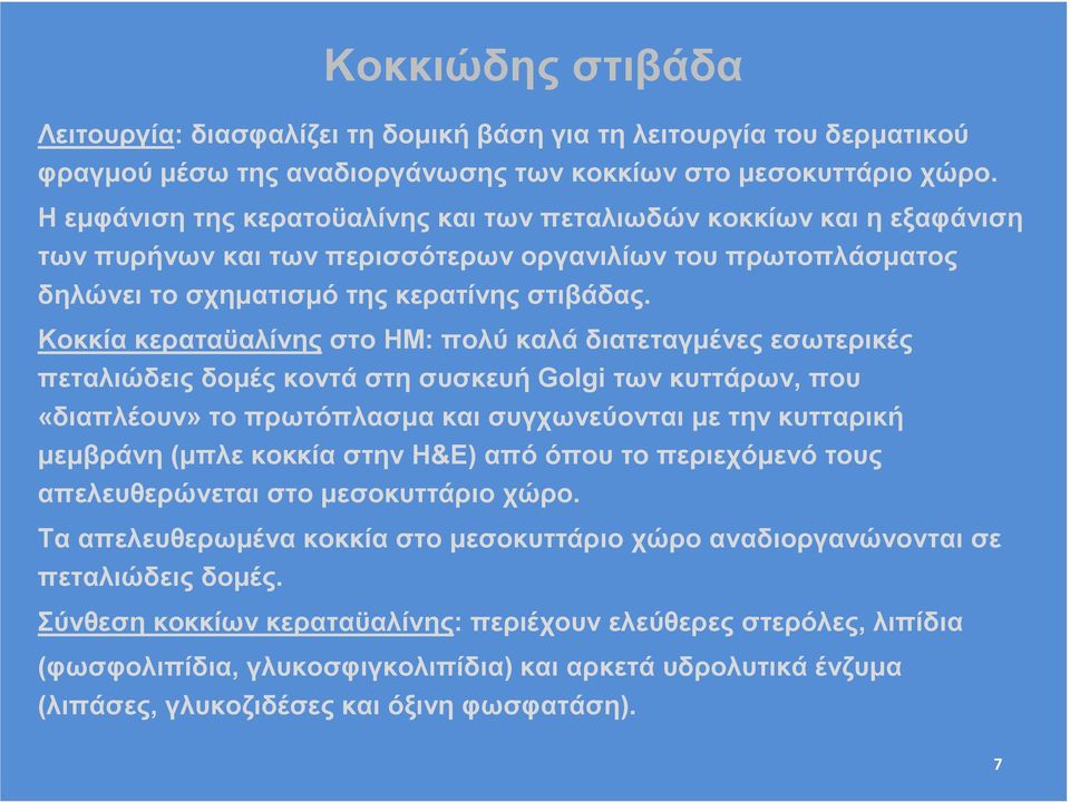 Κοκκία κεραταϋαλίνης στο ΗΜ: πολύ καλά διατεταγµένες εσωτερικές πεταλιώδεις δοµές κοντά στη συσκευή Golgi των κυττάρων, που «διαπλέουν» το πρωτόπλασµα και συγχωνεύονται µε την κυτταρική µεµβράνη