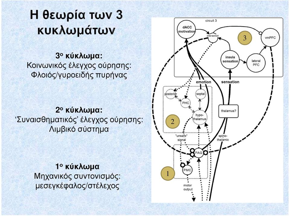 Συναισθηµατικός έλεγχος ούρησης: Λιµβικό