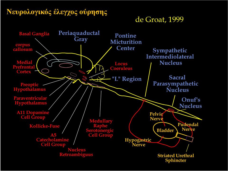 Retroambiguus Medullary Raphe Serotonergic Cell Group Pontine Micturition Center Locus Coeruleus "L" Region Hypogastric Nerve