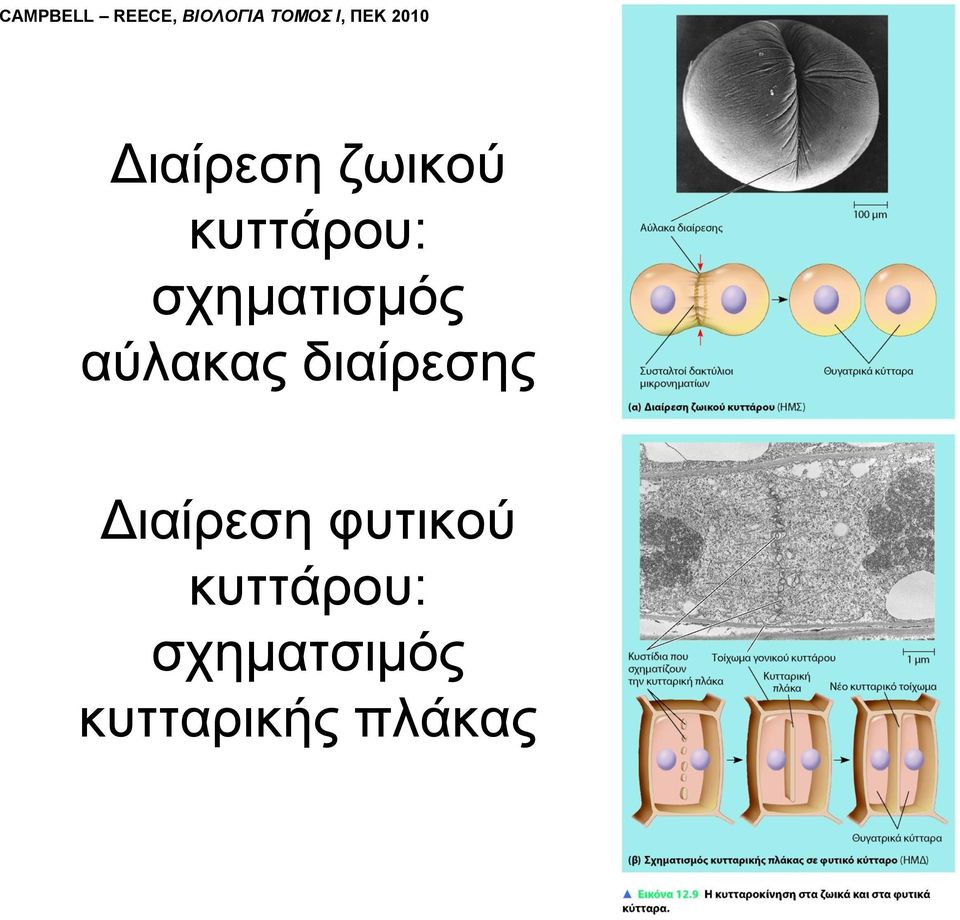σχηματισμός αύλακας διαίρεσης Διαίρεση