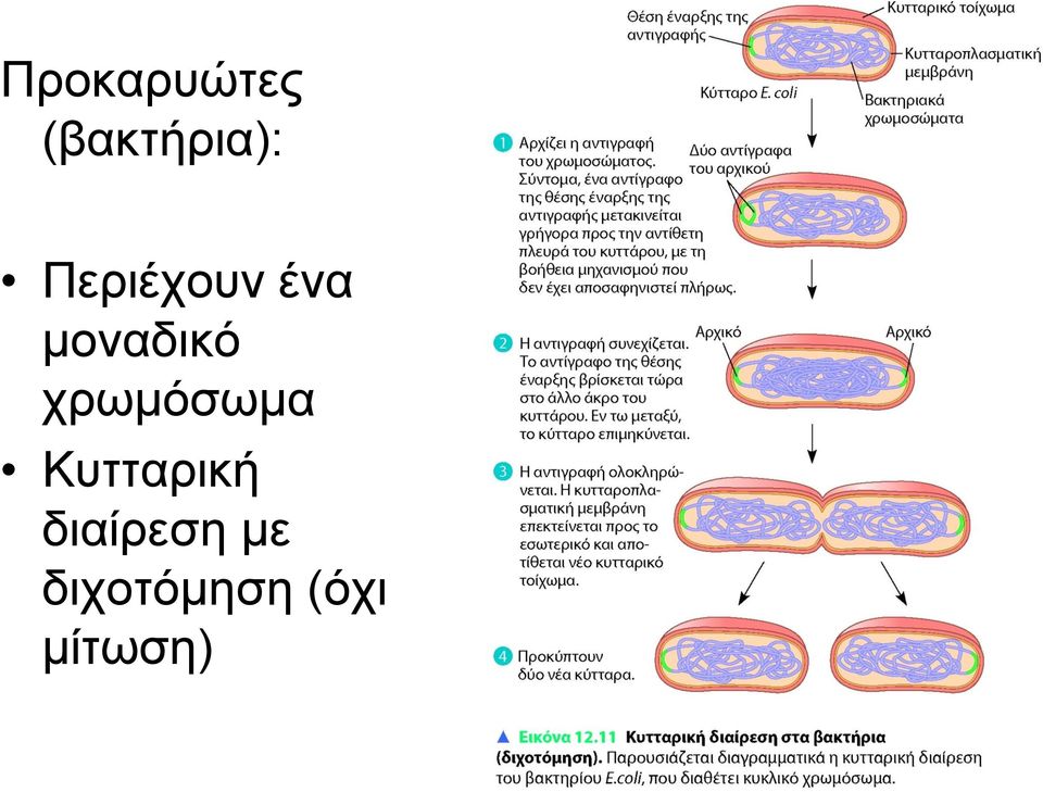 χρωμόσωμα Κυτταρική