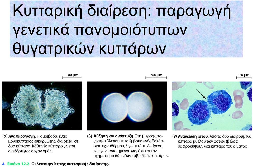 παραγωγή γενετικά