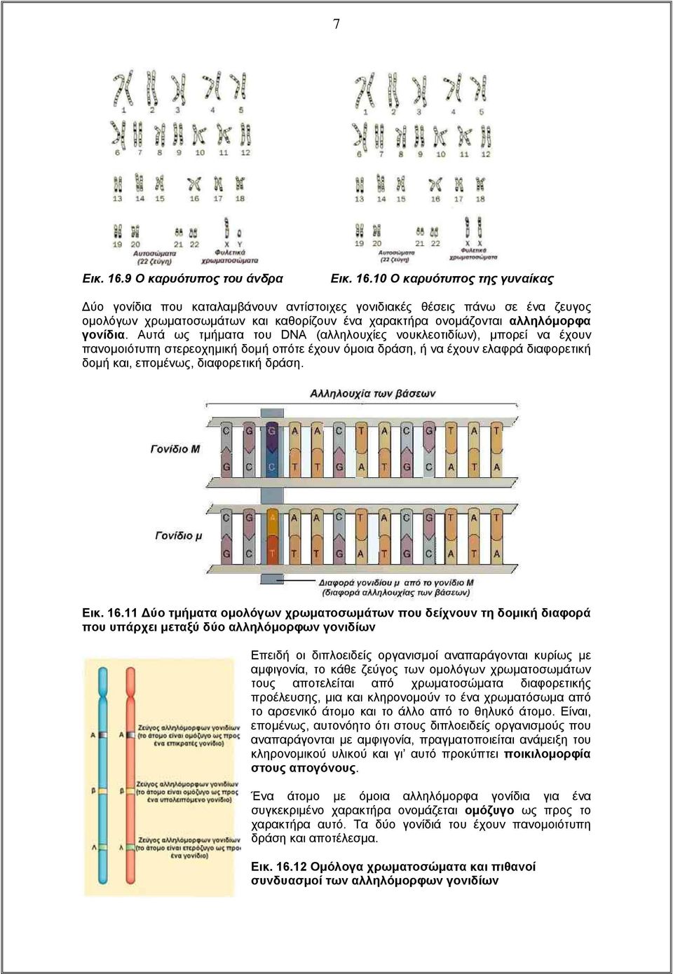 10 Ο καρυότυπος της γυναίκας Δύο γονίδια που καταλαμβάνουν αντίστοιχες γονιδιακές θέσεις πάνω σε ένα ζευγος ομολόγων χρωματοσωμάτων και καθορίζουν ένα χαρακτήρα ονομάζονται αλληλόμορφα γονίδια.