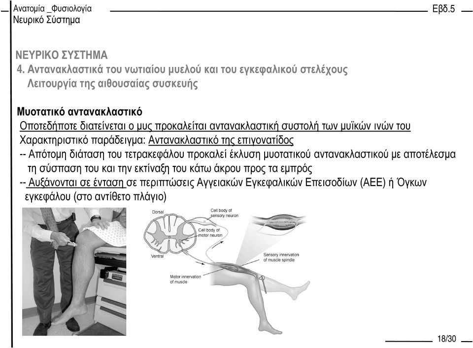 επιγονατίδος -- Απότοµη διάταση του τετρακεφάλου προκαλεί έκλυση µυοτατικού αντανακλαστικού µε αποτέλεσµα τη σύσπαση του και την εκτίναξη