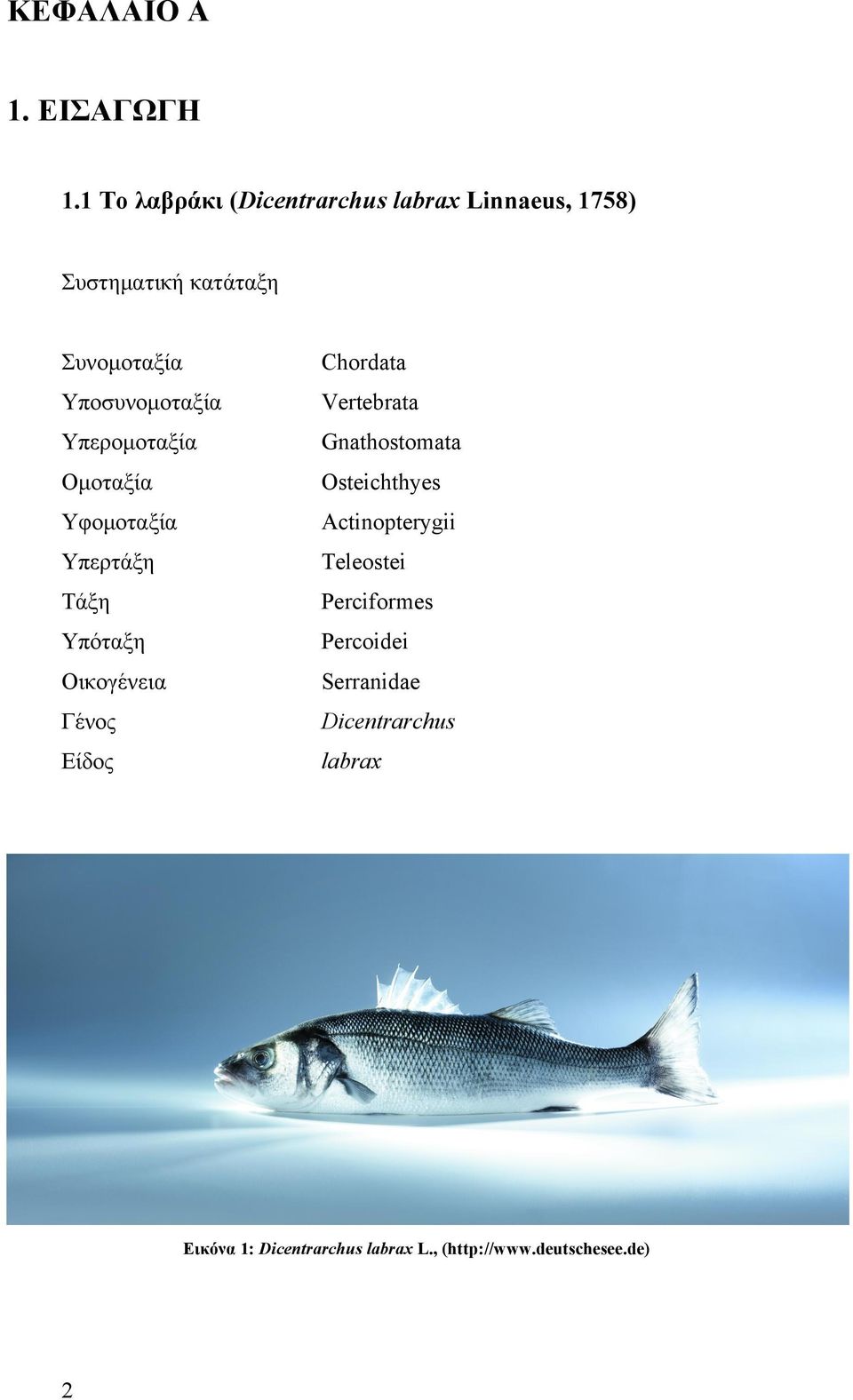 Υποσυνοµοταξία Vertebrata Υπεροµοταξία Gnathostomata Οµοταξία Osteichthyes Υφοµοταξία