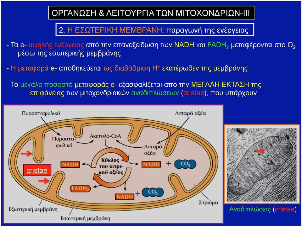 µεταφέρονται στο Ο2 µέσω της εσωτερικής µεµβράνης - Η µεταφορά e- αποθηκεύεται ως διαβάθµιση Η+ εκατέρωθεν της