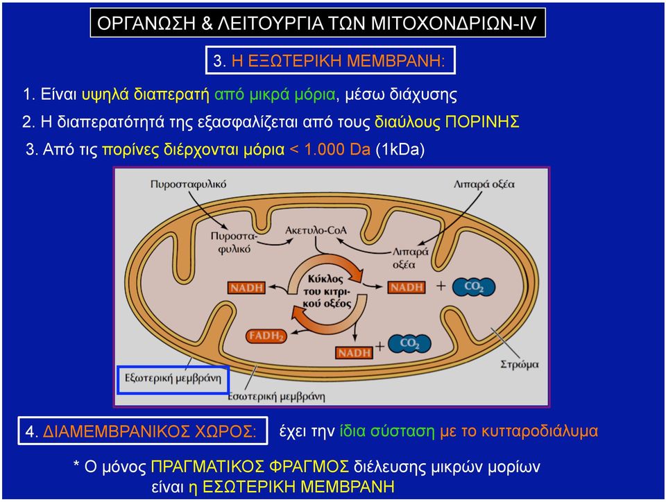 Η διαπερατότητά της εξασφαλίζεται από τους διαύλους ΠΟΡΙΝΗΣ 3.