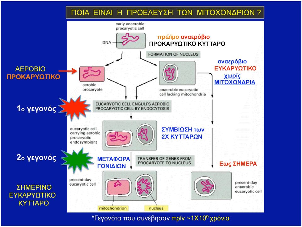 ΕΥΚΑΡΥΩΤΙΚΟ χωρίς ΜΙΤΟΧΟΝΔΡΙΑ 1ο γεγονός ΣΥΜΒΙΩΣΗ των 2Χ ΚΥΤΤΑΡΩΝ 2ο