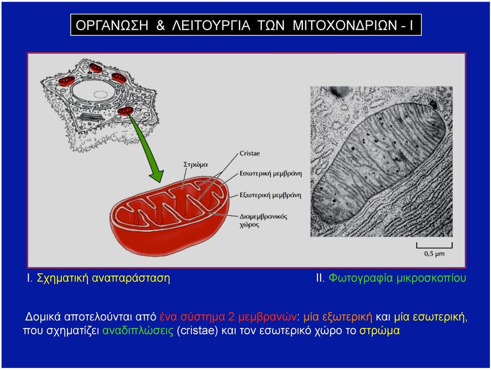 Φωτογραφία µικροσκοπίου Δοµικά αποτελούνται από ένα σύστηµα 2