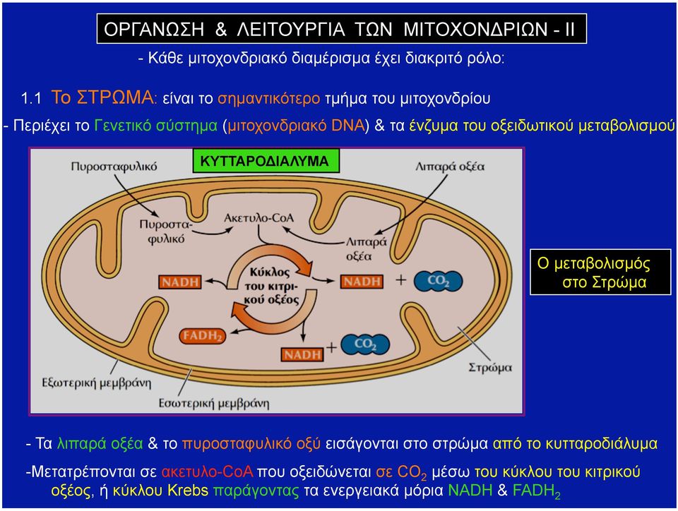 οξειδωτικού µεταβολισµού ΚΥΤΤΑΡΟΔΙΑΛΥΜΑ Ο µεταβολισµός στο Στρώµα - Τα λιπαρά οξέα & το πυροσταφυλικό οξύ εισάγονται στο στρώµα