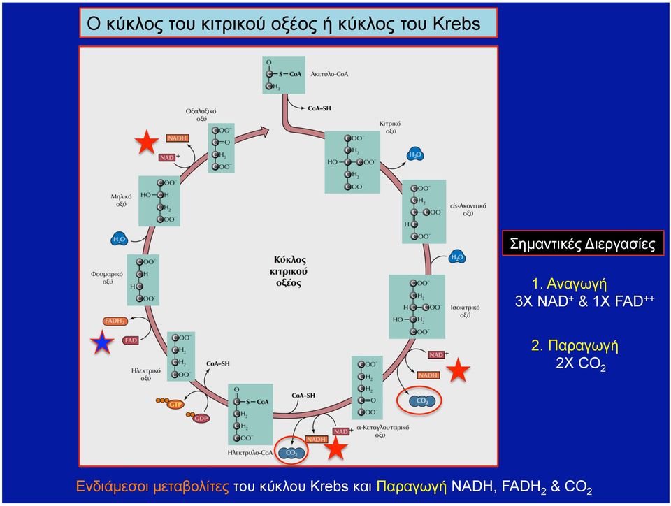 Αναγωγή 3Χ NAD + & 1Χ FAD ++ 2.