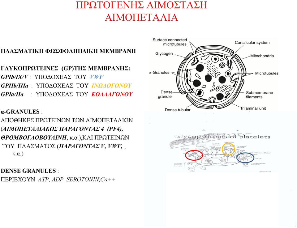 α-granules : ΑΠΟΘΗΚΕΣ ΠΡΩΤΕΙΝΩΝ ΤΩΝ ΑΙΜΟΠΕΤΑΛΙΩΝ (ΑΙΜΟΠΕΤΑΛΙΑΚΟΣ ΠΑΡΑΓΟΝΤΑΣ 4 (PF4), ΘΡΟΜΒΟΓΛΟΒΟΥΛΙΝΗ, κ.