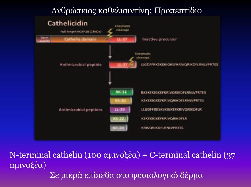 αμινοξέα) + C-terminal cathelin (37