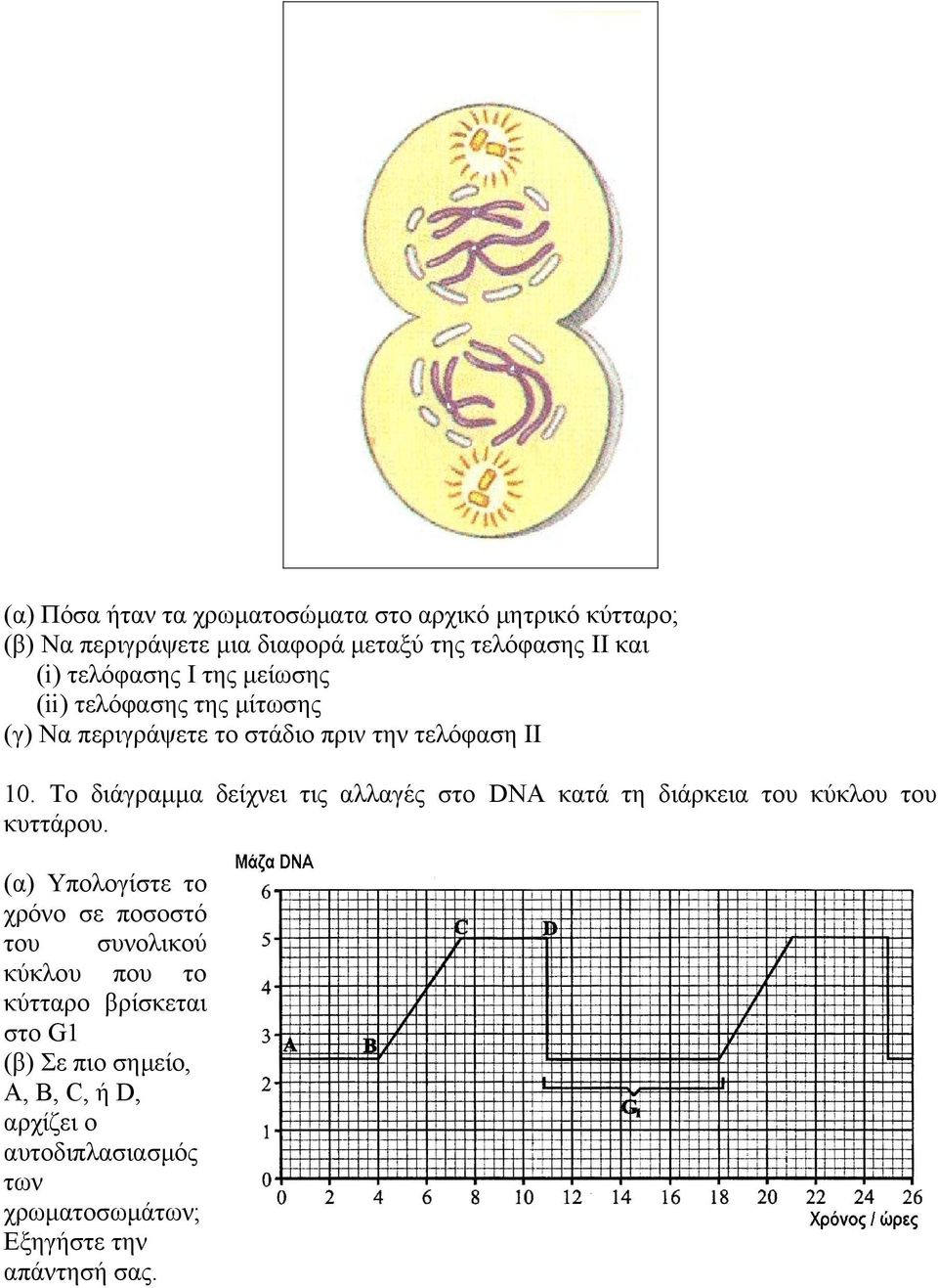 Το διάγραμμα δείχνει τις αλλαγές στο DNA κατά τη διάρκεια του κύκλου του κυττάρου.