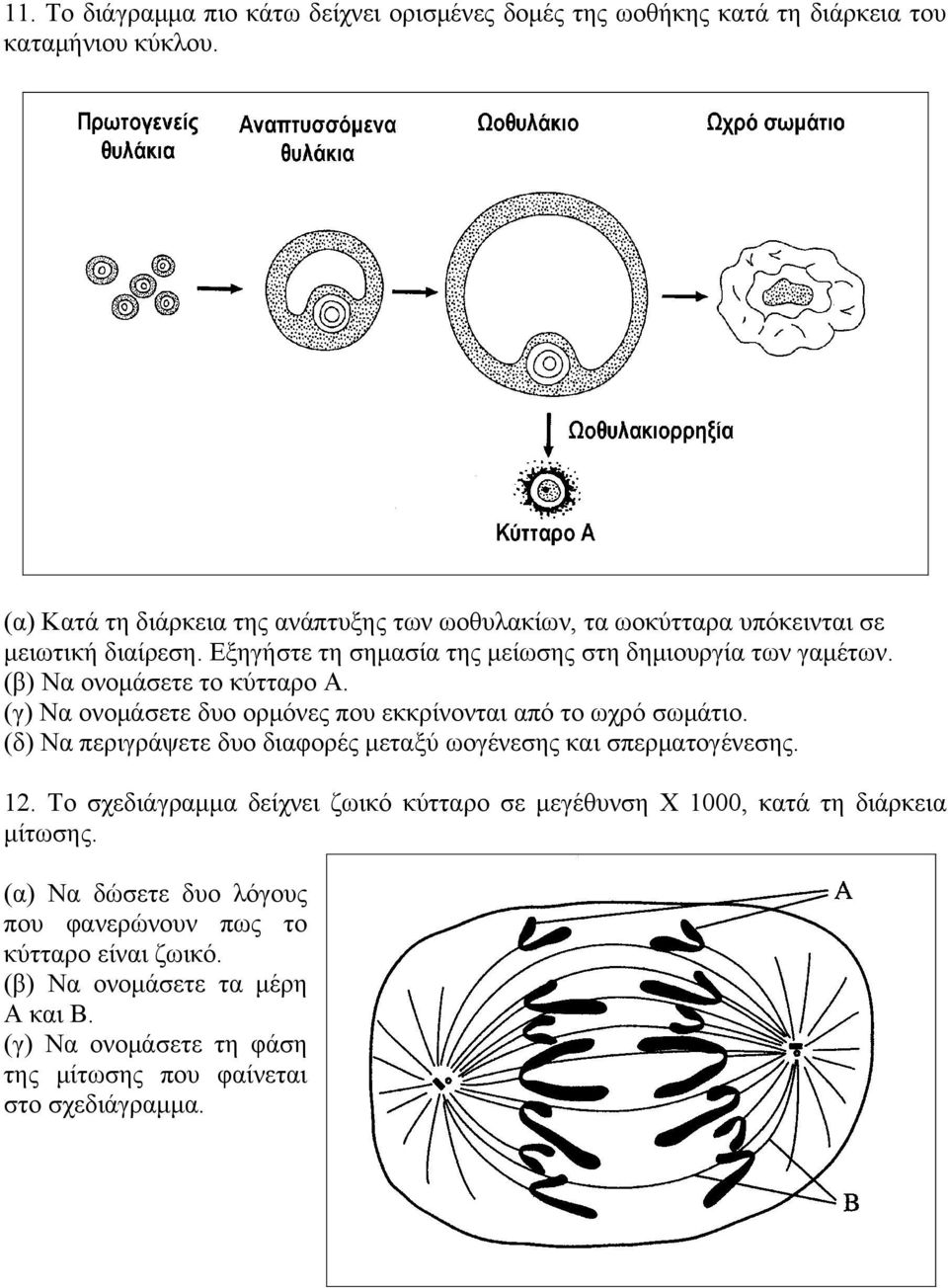 (β) Να ονομάσετε το κύτταρο Α. (γ) Να ονομάσετε δυο ορμόνες που εκκρίνονται από το ωχρό σωμάτιο. (δ) Να περιγράψετε δυο διαφορές μεταξύ ωογένεσης και σπερματογένεσης. 12.