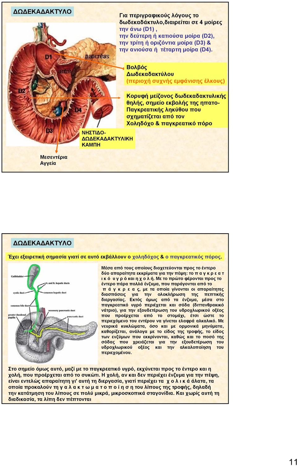 Χοληδόχο & παγκρεατικό πόρο Μεσεντέρια Αγγεία ΔΩΔΕΚΑΔΑΚΤΥΛΟ Έχει εξαιρετική σημασία γιατί σε αυτό εκβάλλουν ο χοληδόχος & ο παγκρεατικόςπόρος.
