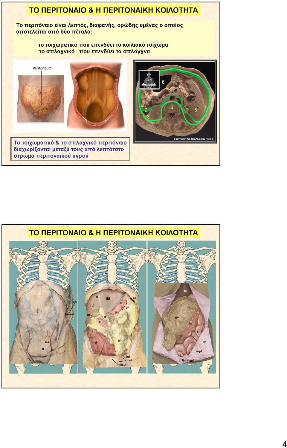 τοίχωμα το σπλαχνικό που επενδύει τα σπλάγχνα Το τοιχωματικό & το σπλαχνικό περιτόναιο