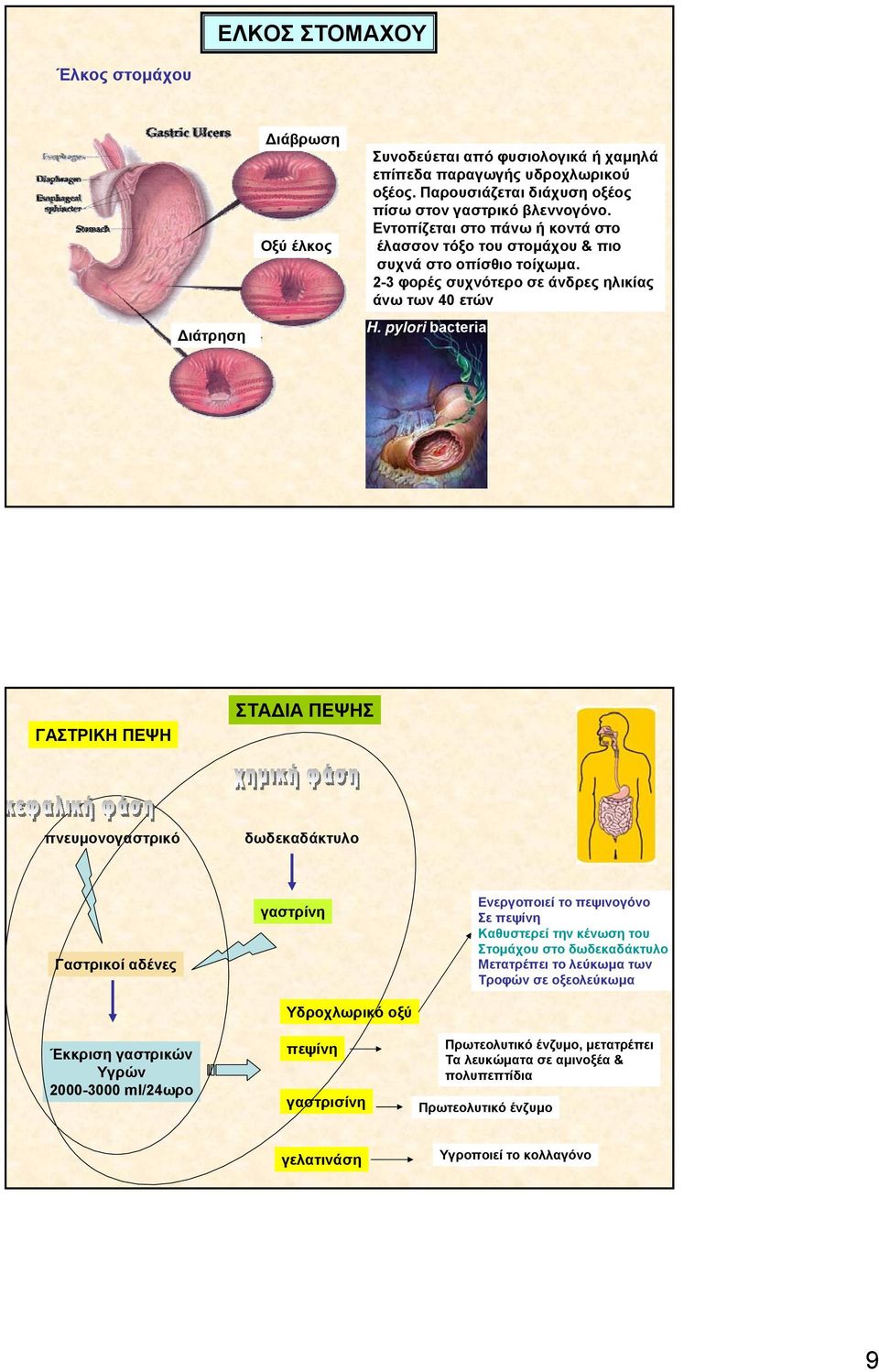 pylori bacteria ΓΑΣΤΡΙΚΗ ΠΕΨΗ ΣΤΑΔΙΑ ΠΕΨΗΣ πνευμονογαστρικό δωδεκαδάκτυλο Γαστρικοί αδένες Έκκριση γαστρικών Υγρών 2000-3000 ml/24ωρο γαστρίνη Υδροχλωρικό οξύ πεψίνη γαστρισίνη Ενεργοποιεί το