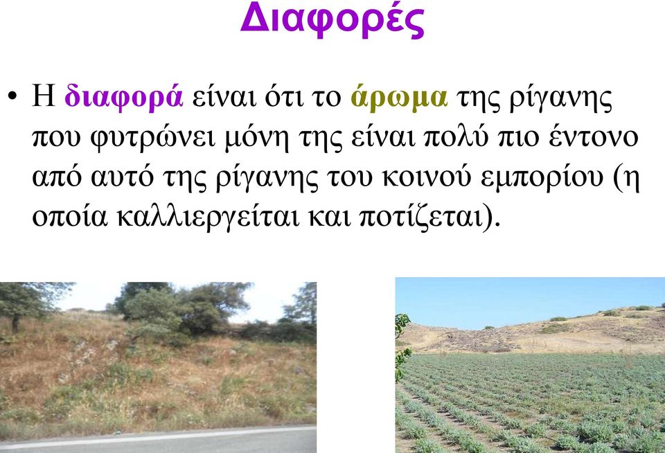 πιο έντονο από αυτό της ρίγανης του κοινού