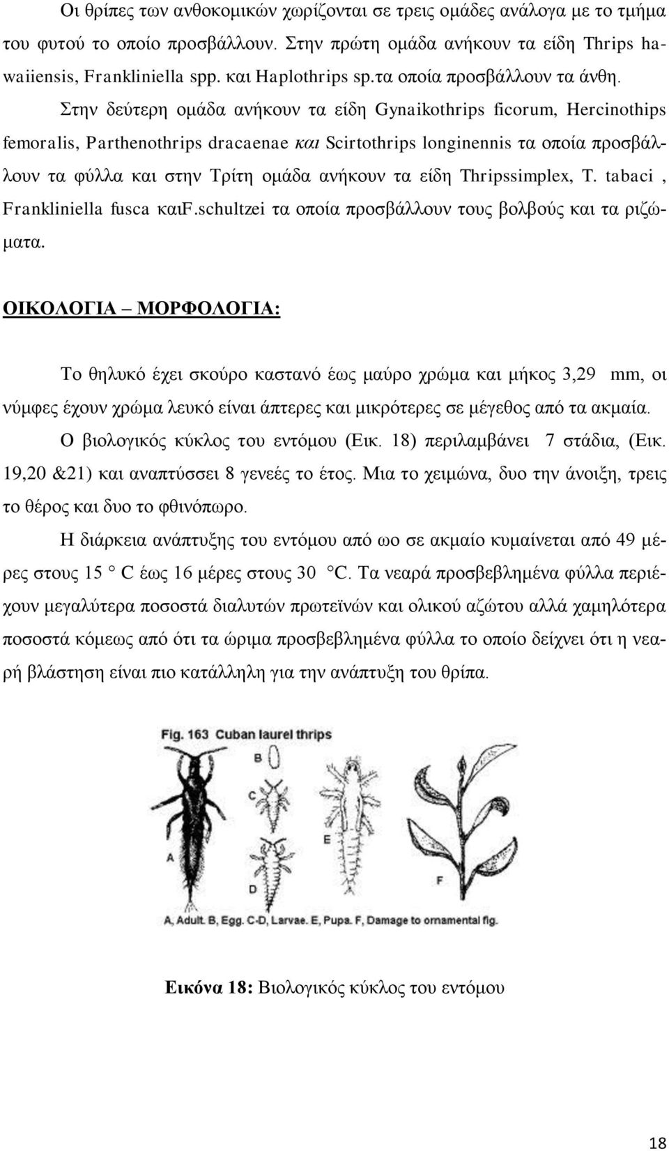 Στην δεύτερη ομάδα ανήκουν τα είδη Gynaikothrips ficorum, Hercinothips femoralis, Parthenothrips dracaenae και Scirtothrips longinennis τα οποία προσβάλλουν τα φύλλα και στην Τρίτη ομάδα ανήκουν τα