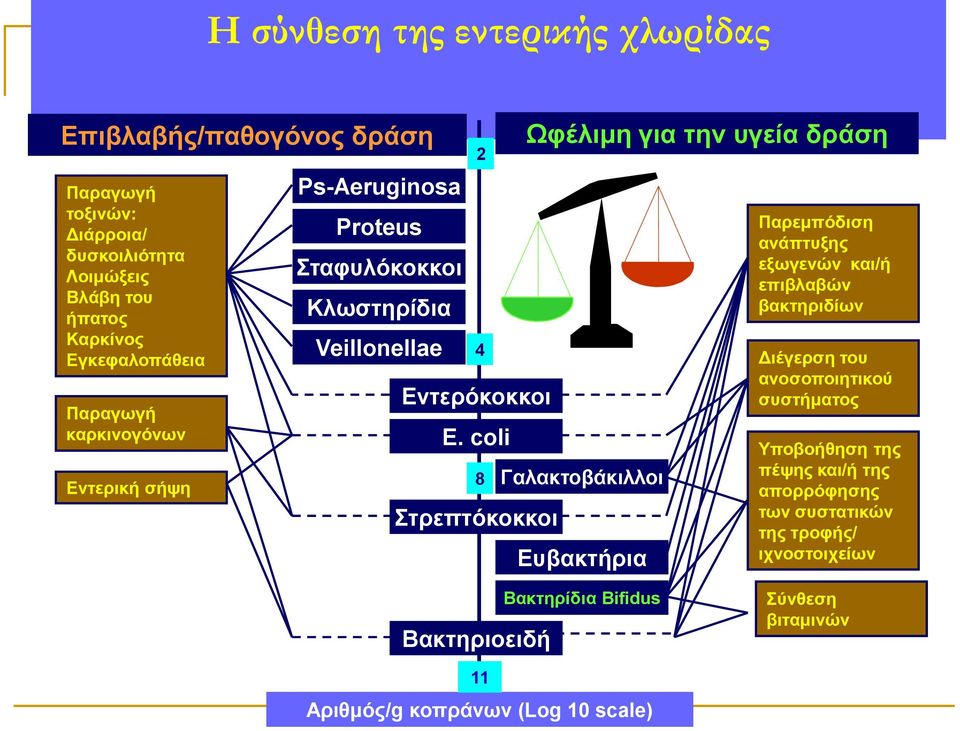 coli 8 Στρεπτόκοκκοι Ωφέλιμη για την υγεία δράση Γαλακτοβάκιλλοι Ευβακτήρια Παρεμπόδιση ανάπτυξης εξωγενών και/ή επιβλαβών βακτηριδίων Διέγερση του