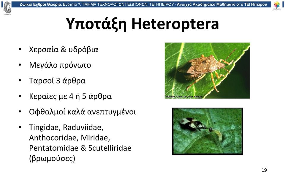 Οφθαλμοί καλά ανεπτυγμένοι Tingidae, Raduviidae,