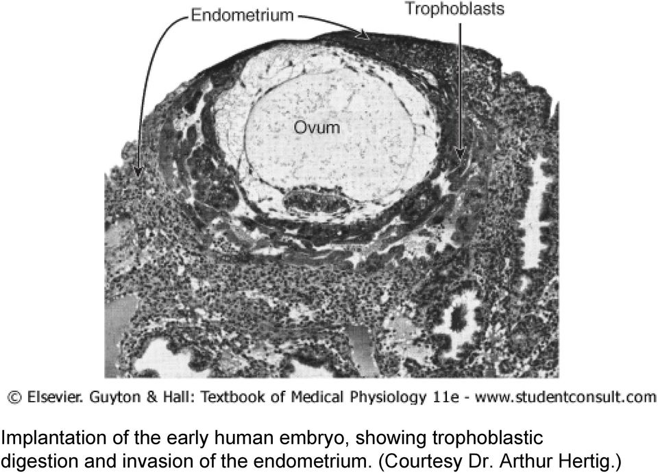 digestion and invasion of the