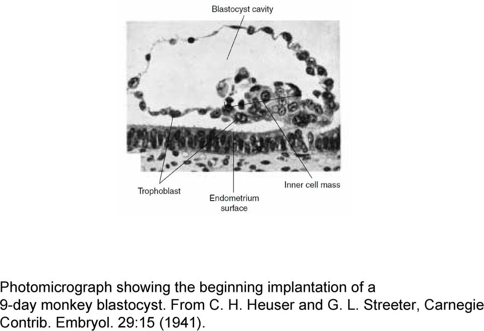 blastocyst. From C. H. Heuser and G. L.