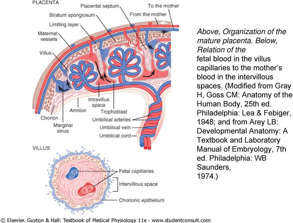 intervillous spaces. (Modified from Gray H, Goss CM: Anatomy of the Human Body, 25th ed.