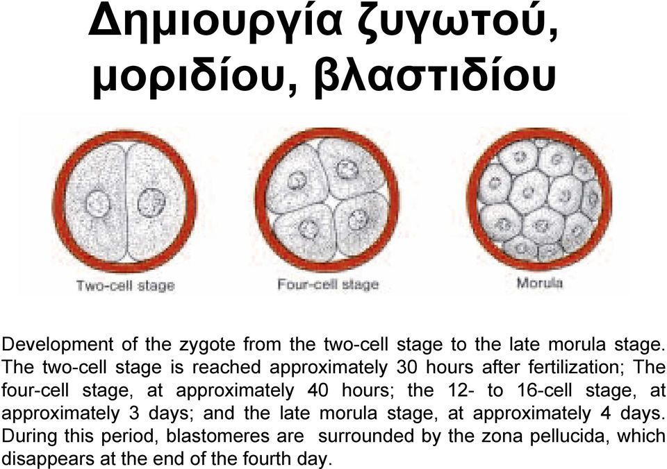 The two-cell stage is reached approximately 30 hours after fertilization; The four-cell stage, at approximately 40