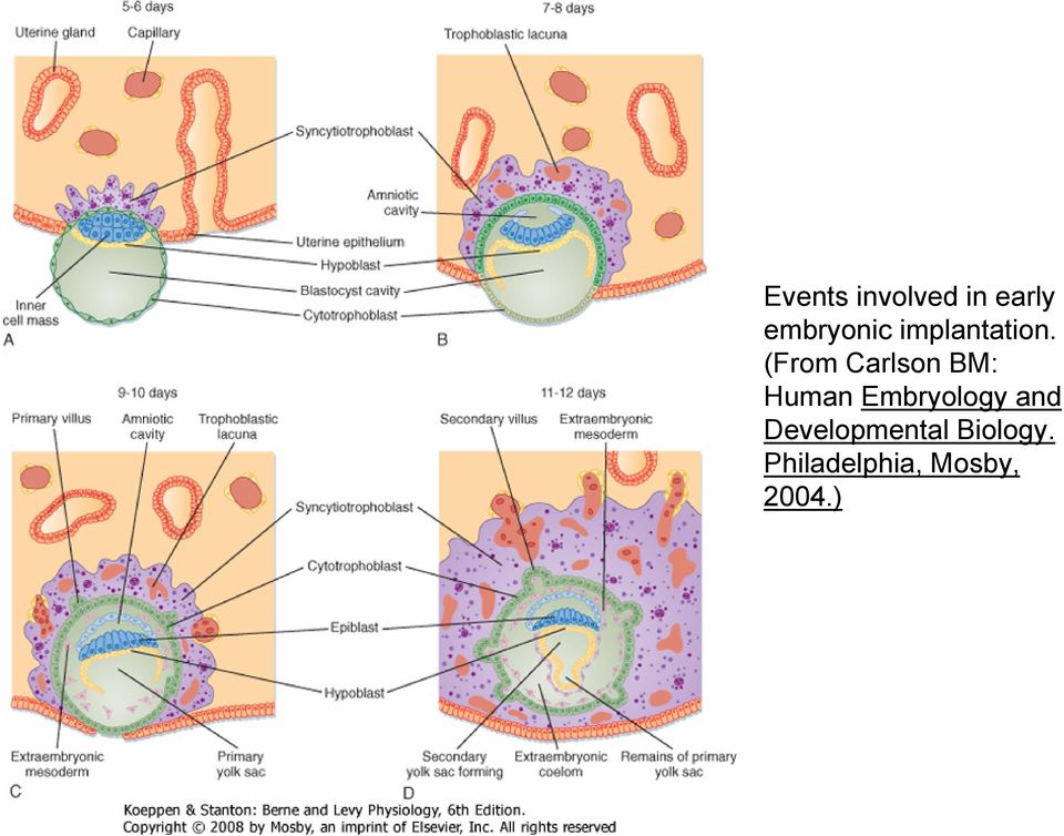 (From Carlson BM: Human Embryology