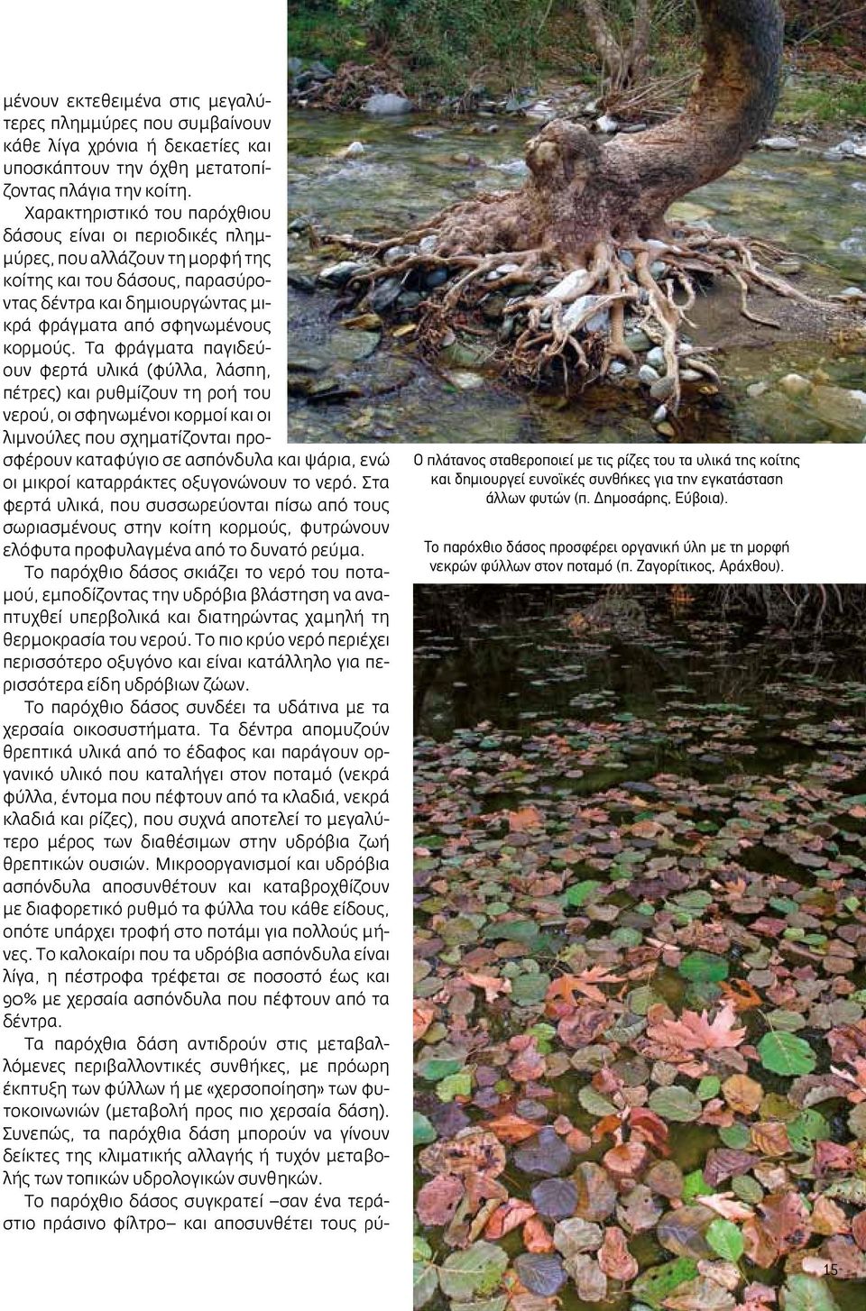 Τα φράγματα παγιδεύουν φερτά υλικά (φύλλα, λάσπη, πέτρες) και ρυθμίζουν τη ροή του νερού, οι σφηνωμένοι κορμοί και οι λιμνούλες που σχηματίζονται προσφέρουν καταφύγιο σε ασπόνδυλα και ψάρια, ενώ οι