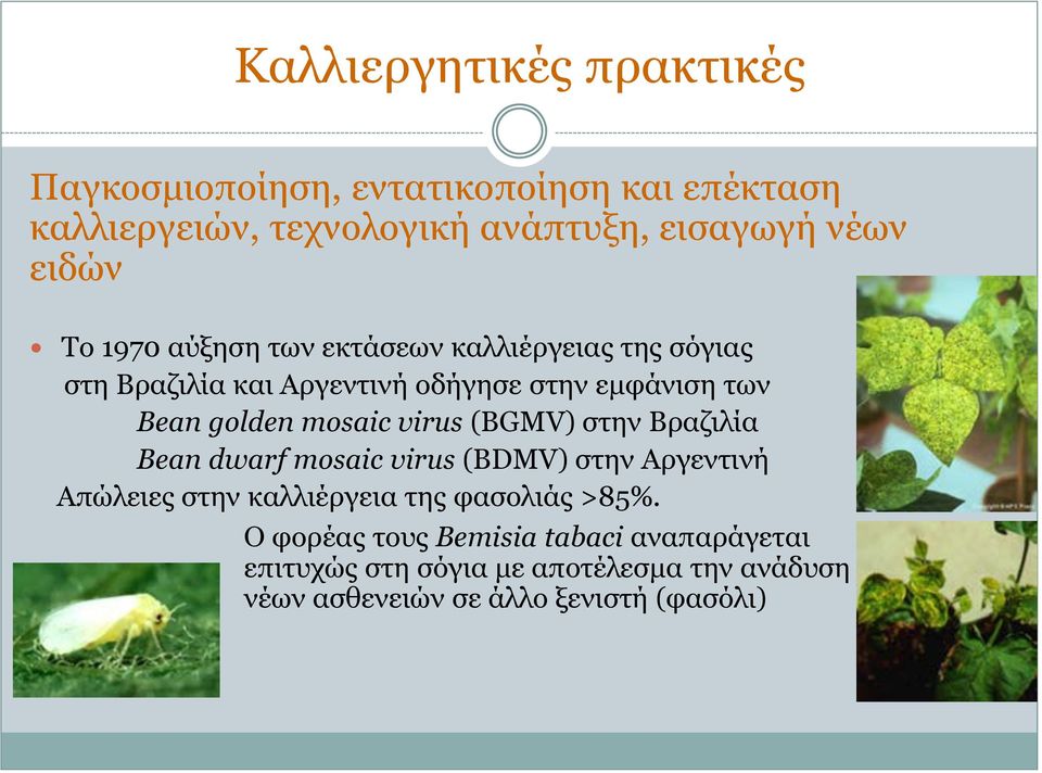 mosaic virus (BGMV) στην Βραζιλία Bean dwarf mosaic virus (BDMV) στην Αργεντινή Απώλειες στην καλλιέργεια της φασολιάς >85%.