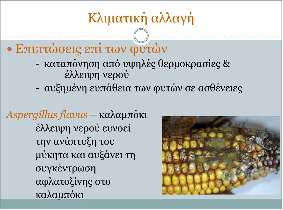 ασθένειες Αspergillus flavus καλαμπόκι έλλειψη νερού ευνοεί την