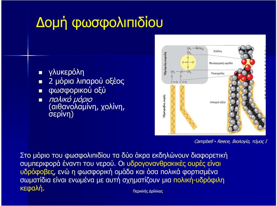 ρευστότητα (εξασφαλίζεται µε τα φωσφολιπίδια) - PDF ΔΩΡΕΑΝ Λήψη