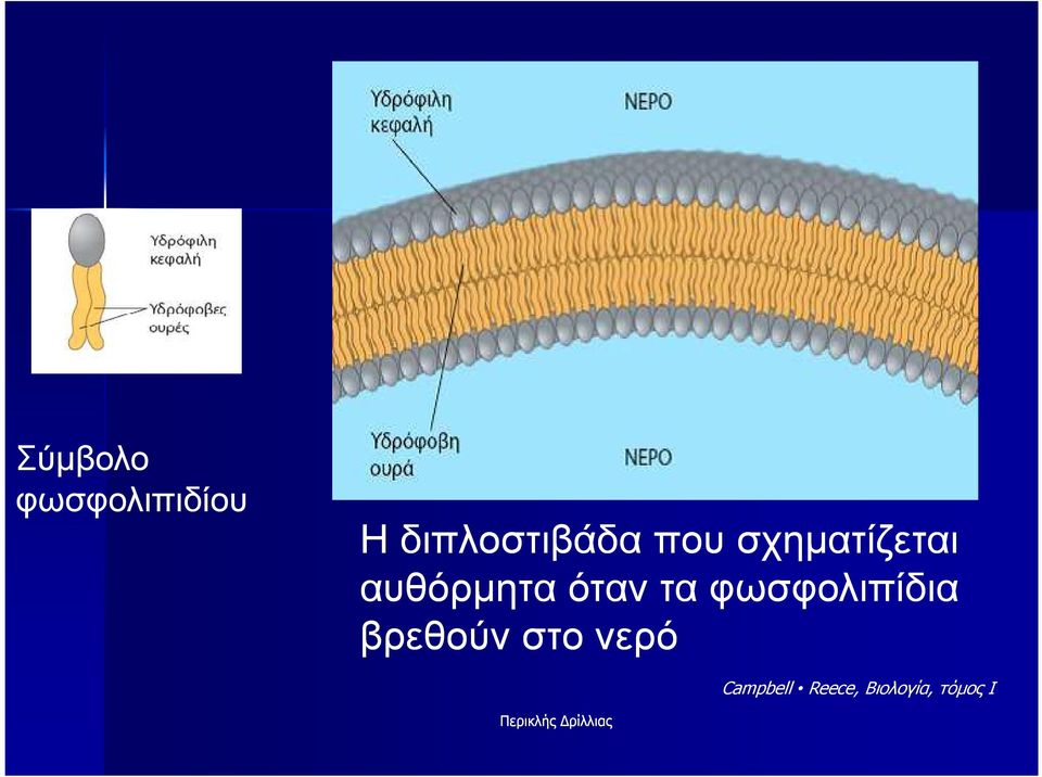 αυθόρµητα όταν τα φωσφολιπίδια