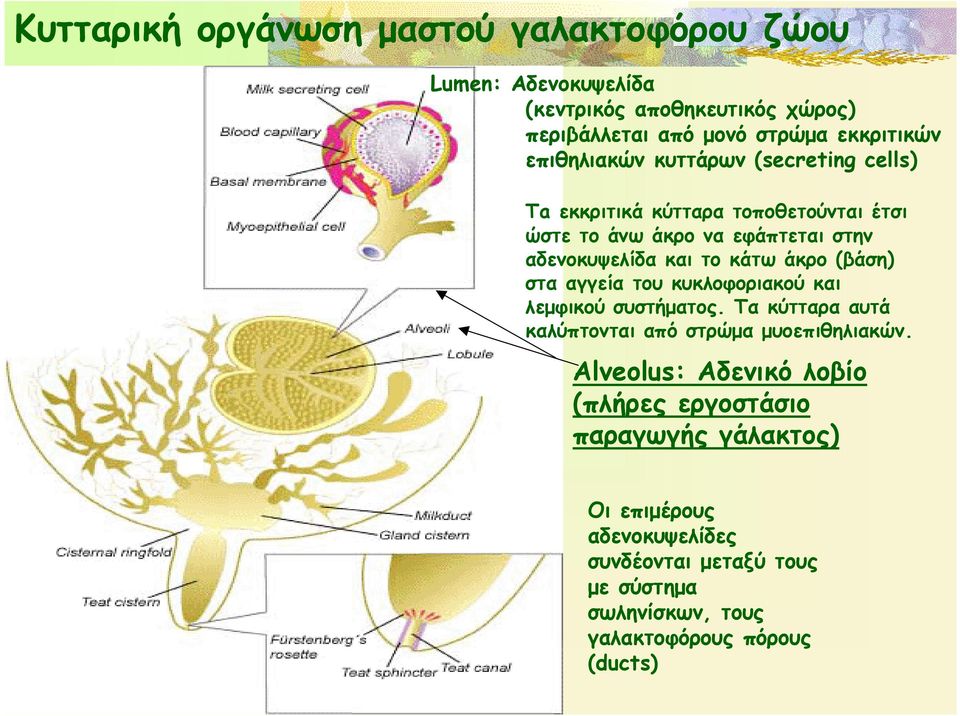 άκρο (βάση) στα αγγεία του κυκλοφοριακού και λεμφικού συστήματος. Τα κύτταρα αυτά καλύπτονται από στρώμα μυοεπιθηλιακών.