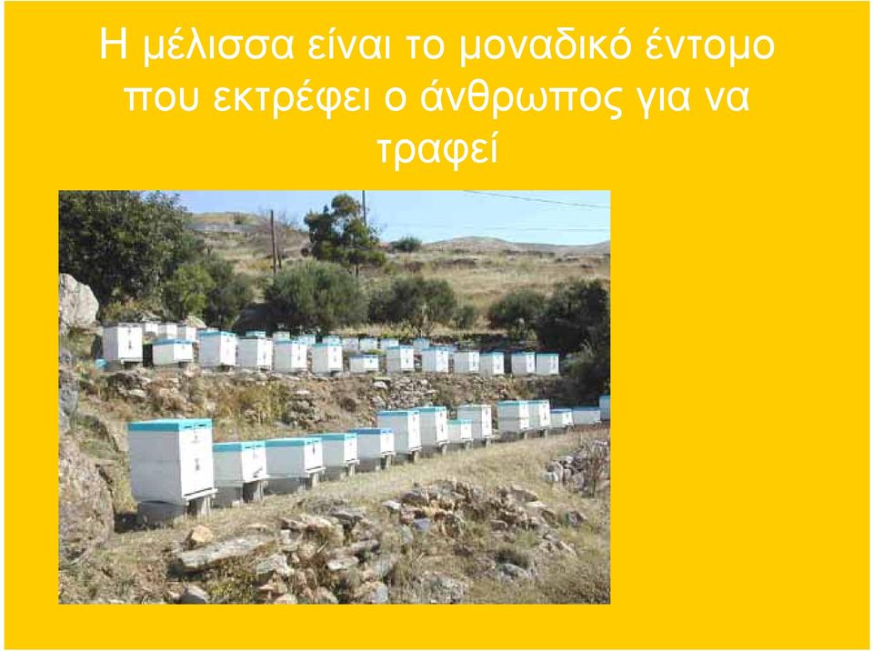 έντομο που