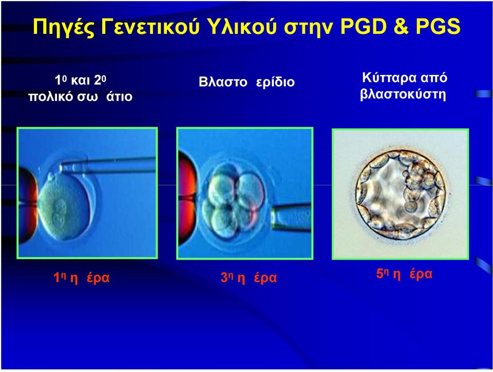 Βλαστομερίδιο Κύτταρα από