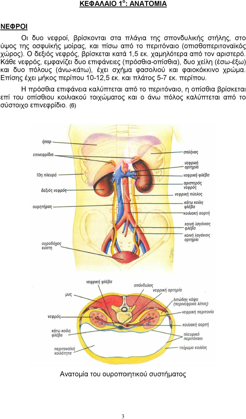 Κάθε νεφρός, εµφανίζει δυο επιφάνειες (πρόσθια-οπίσθια), δυο χείλη (έσω-έξω) και δυο πόλους (άνω-κάτω), έχει σχήµα φασολιού και φαιοκόκκινο χρώµα.