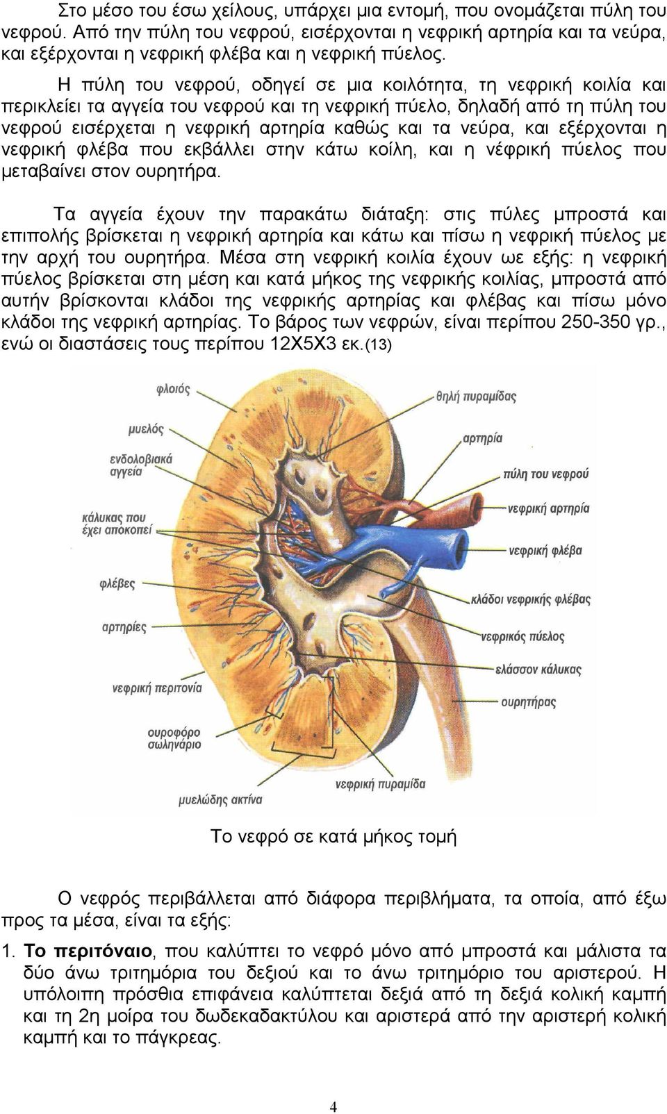 και εξέρχονται η νεφρική φλέβα που εκβάλλει στην κάτω κοίλη, και η νέφρική πύελος που µεταβαίνει στον ουρητήρα.