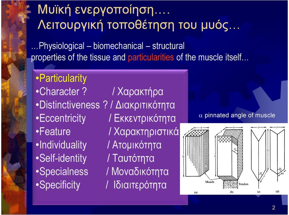 particularities of the muscle itself Particularity Character? / Χαρακτήρα Distinctiveness?