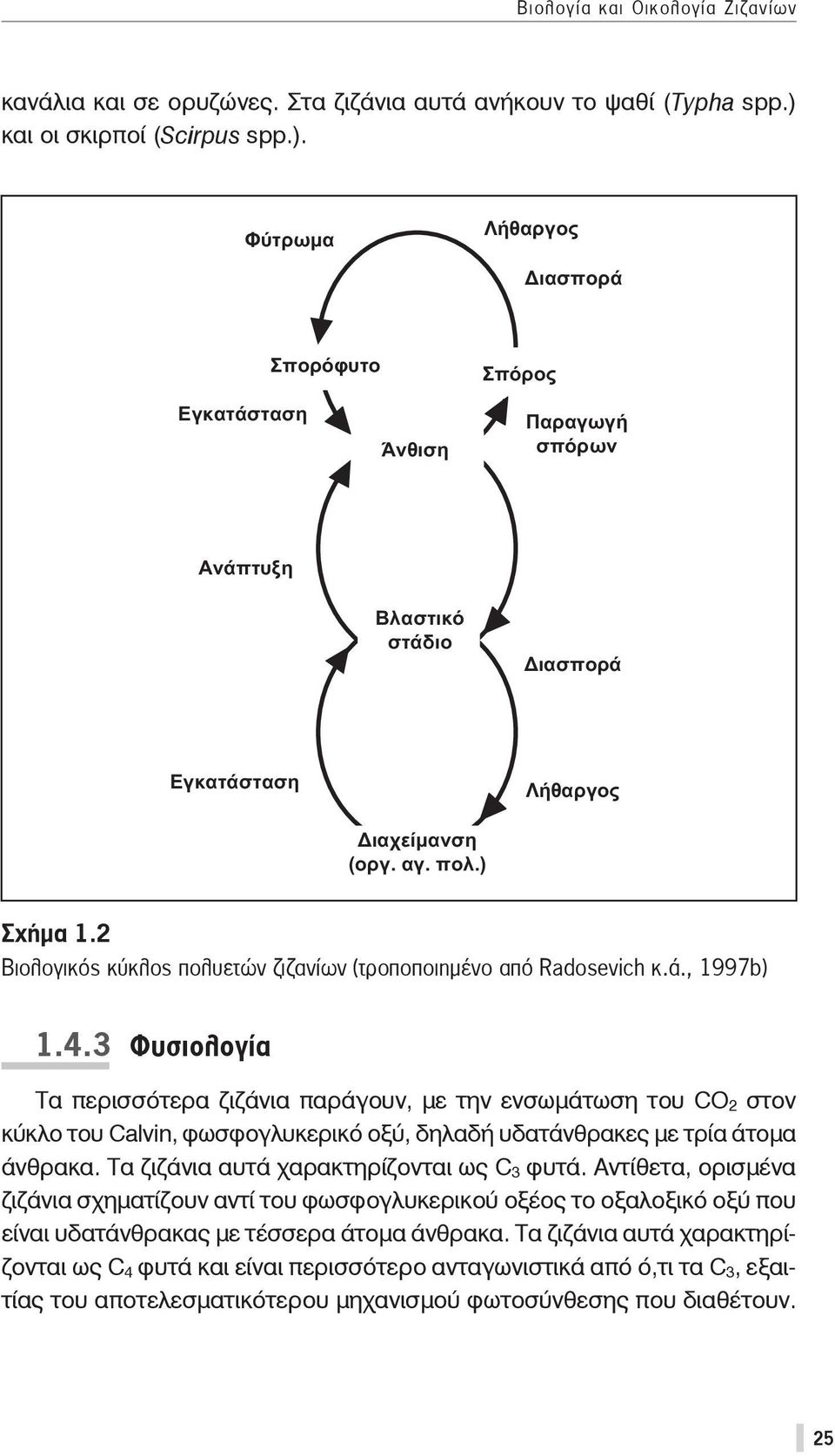 2 Βιολογικός κύκλος πολυετών ζιζανίων (τροποποιημένο από Radosevich κ.ά., 1997b) 1.4.