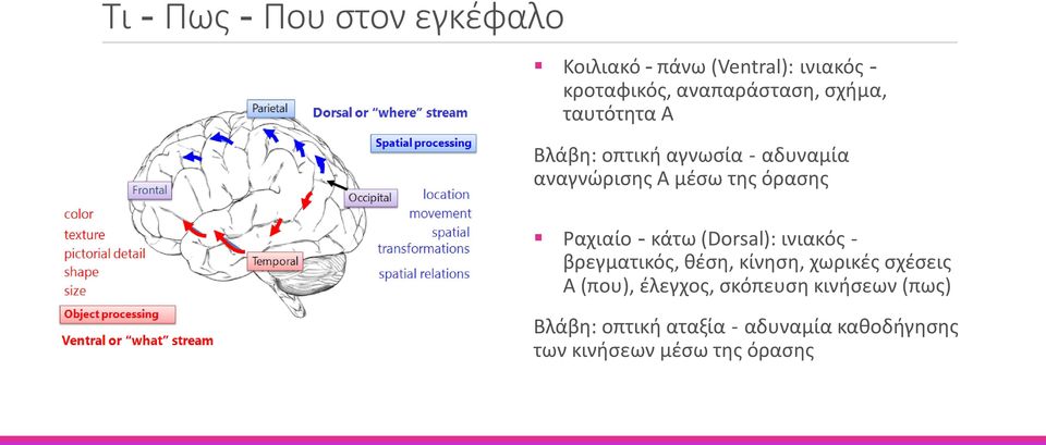 κάτω (Dorsal): ινιακός - βρεγματικός, θέση, κίνηση, χωρικές σχέσεις Α (που), έλεγχος,