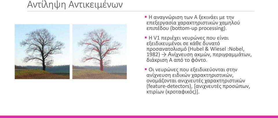 Η V1 περιέχει νευρώνες που είναι εξειδικευμένοι σε κάθε δυνατό προσανατολισμό (Hubel & Wiesel :Nobel, 1982)