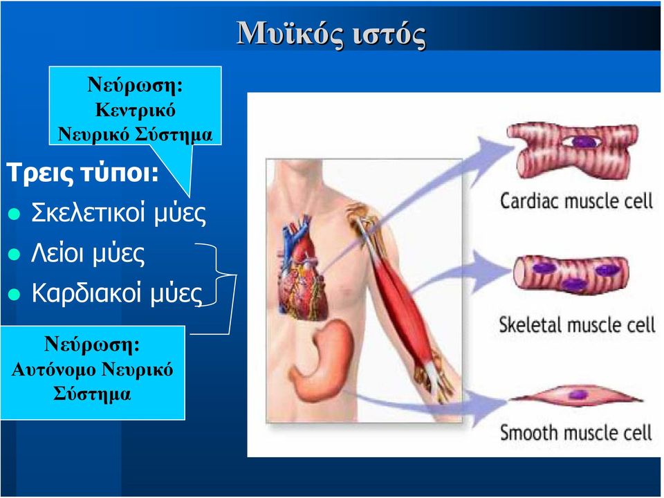 Σκελετικοί μύες Λείοι μύες