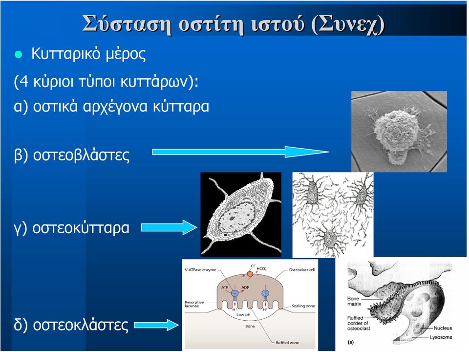 α) οστικά αρχέγονα κύτταρα β)