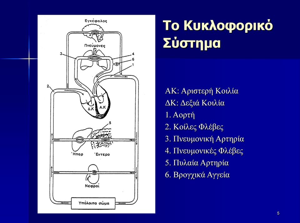 Κοίλες Φλέβες 3. Πνευμονική Αρτηρία 4.