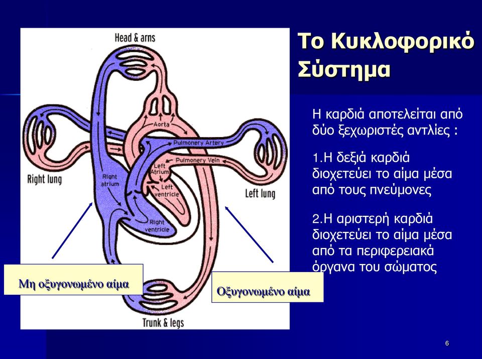 Η δεξιά καρδιά διοχετεύει το αίμα μέσα από τους πνεύμονες Μη