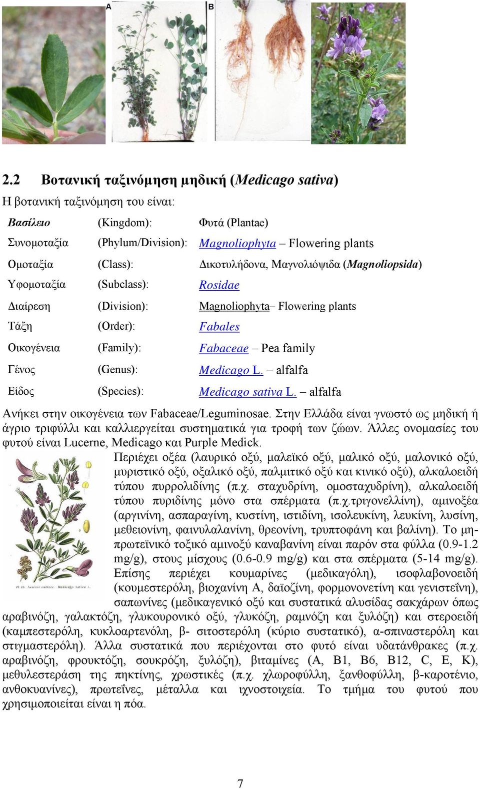 (Genus): Medicago L. alfalfa Είδος (Species): Medicago sativa L. alfalfa Ανήκει στην οικογένεια των Fabaceae/Leguminosae.